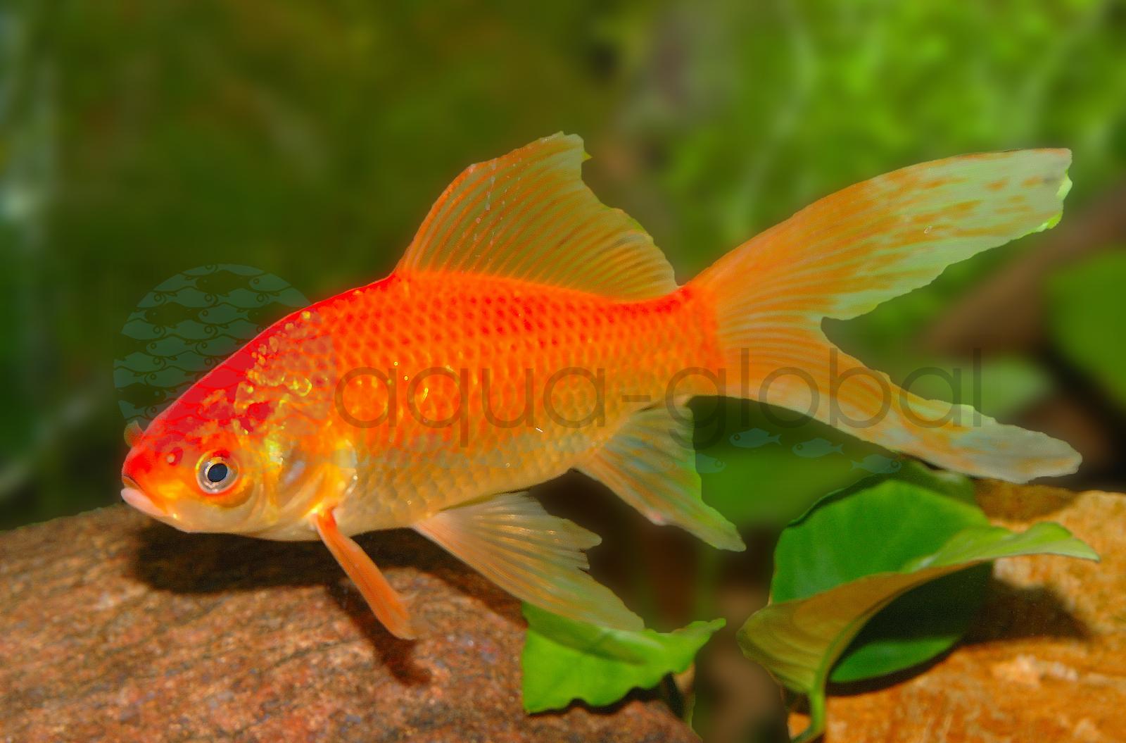 Goldfisch-Rot (Carassius auratus "Komet Rot")