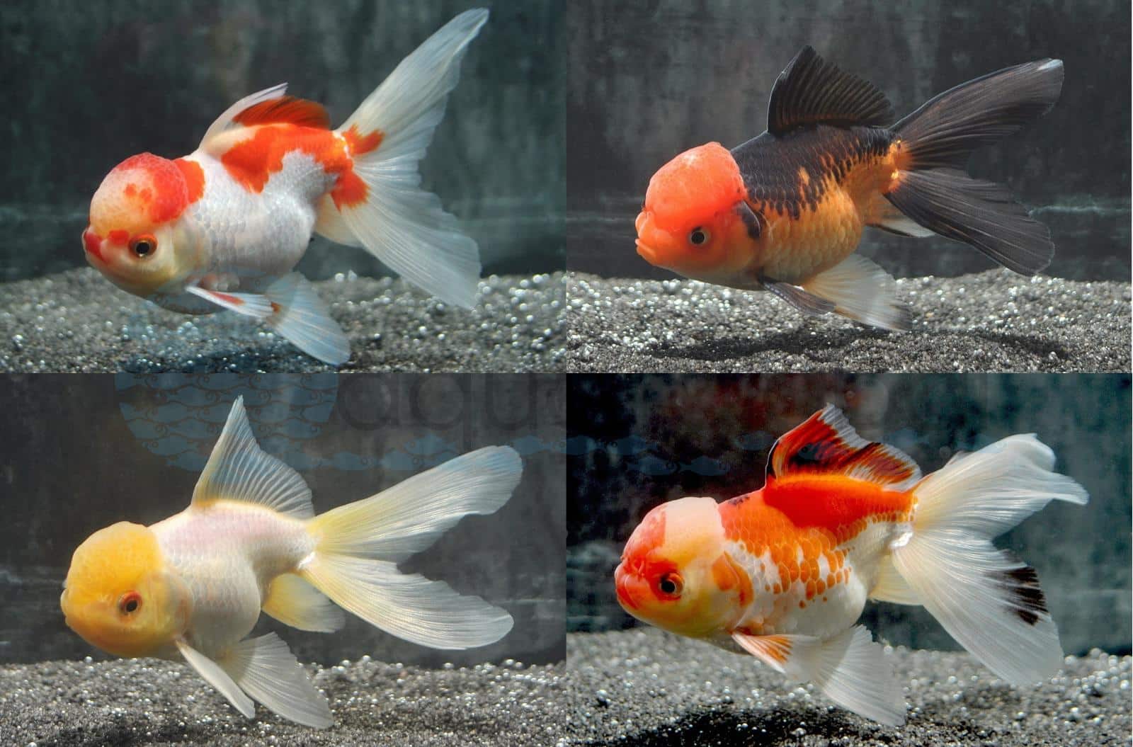 Schleierschwanz-Oranda-Mix (Carassius auratus "Oranda Mix")