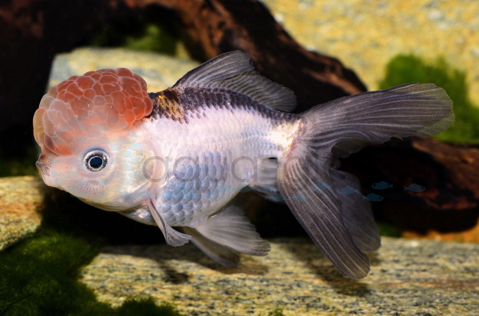 Schleierschwanz-Oranda-Panda (Carassius auratus "Oranda Panda")