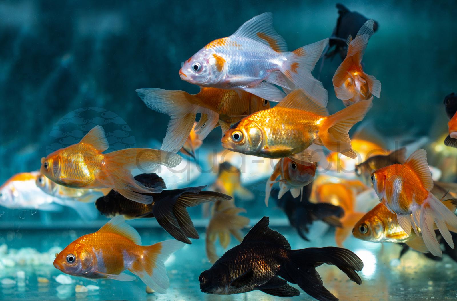Schleierschwanz-Mix (Carassius auratus "Schleier-Mix")