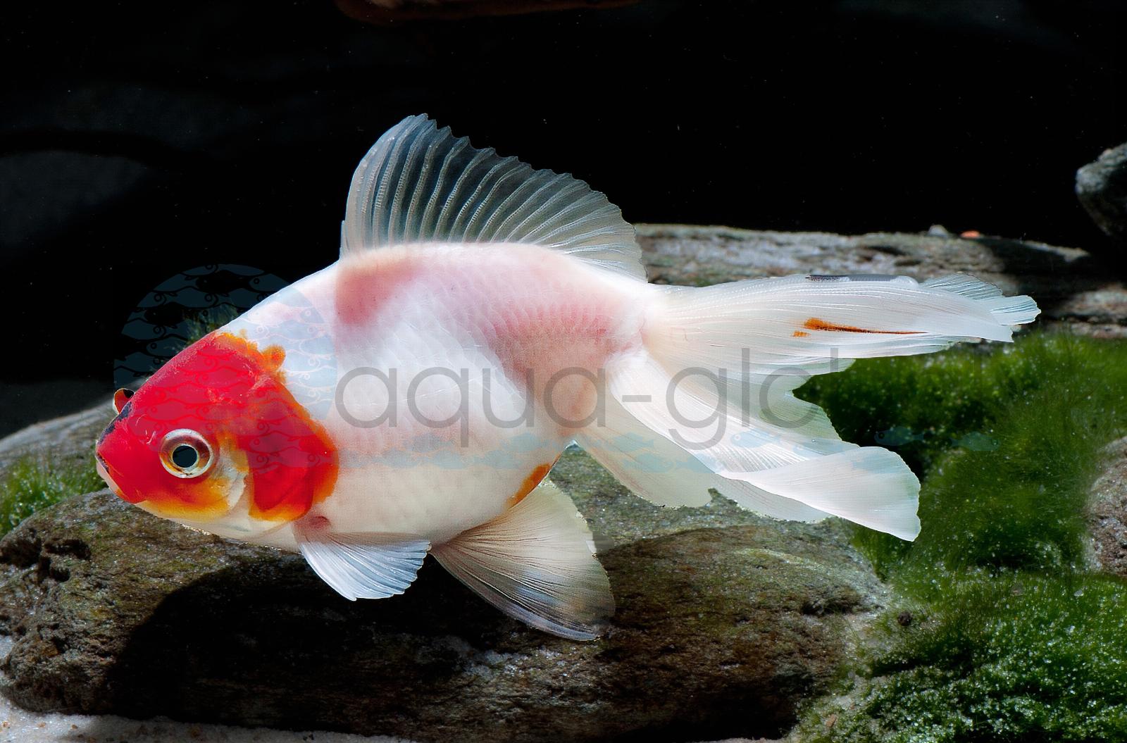 Schleierschwanz-Rot-Weiß (Carassius auratus "Schleier-Rot-Weiß")