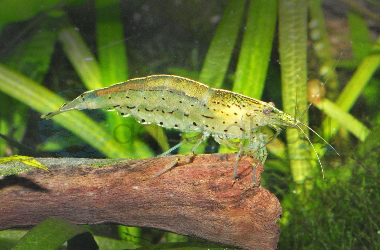 Amano-Algengarnele (Caridina multidentata/japonica)