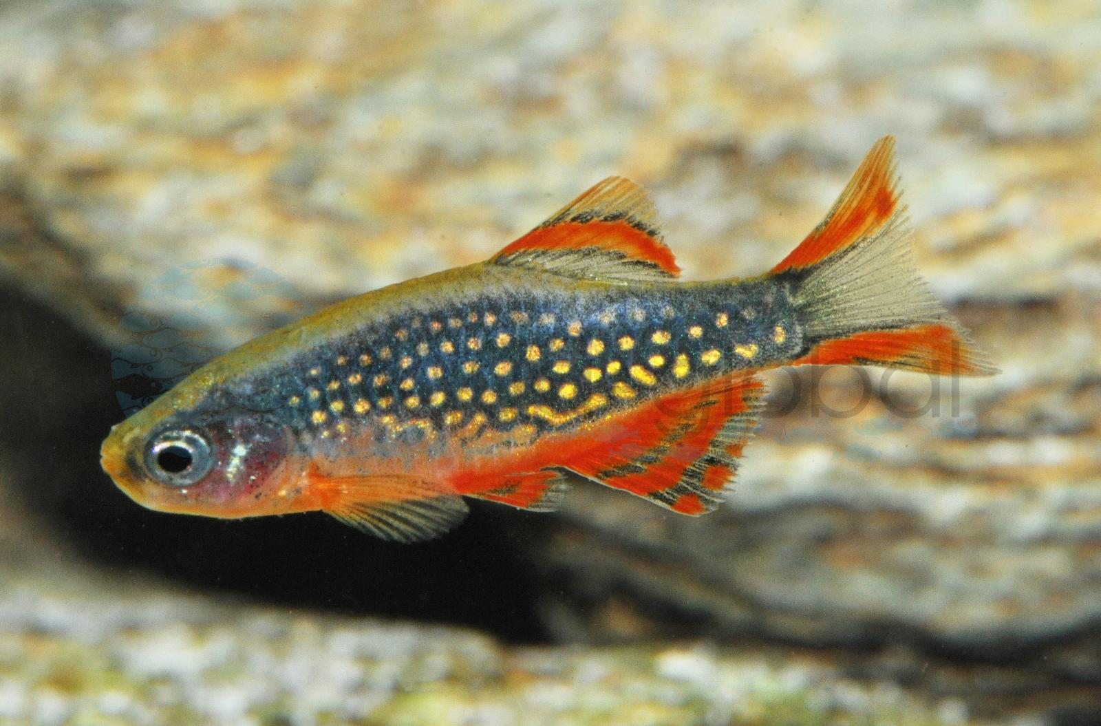 Perlhuhn-Zwergbärbling (Celestichthys margaritatus)