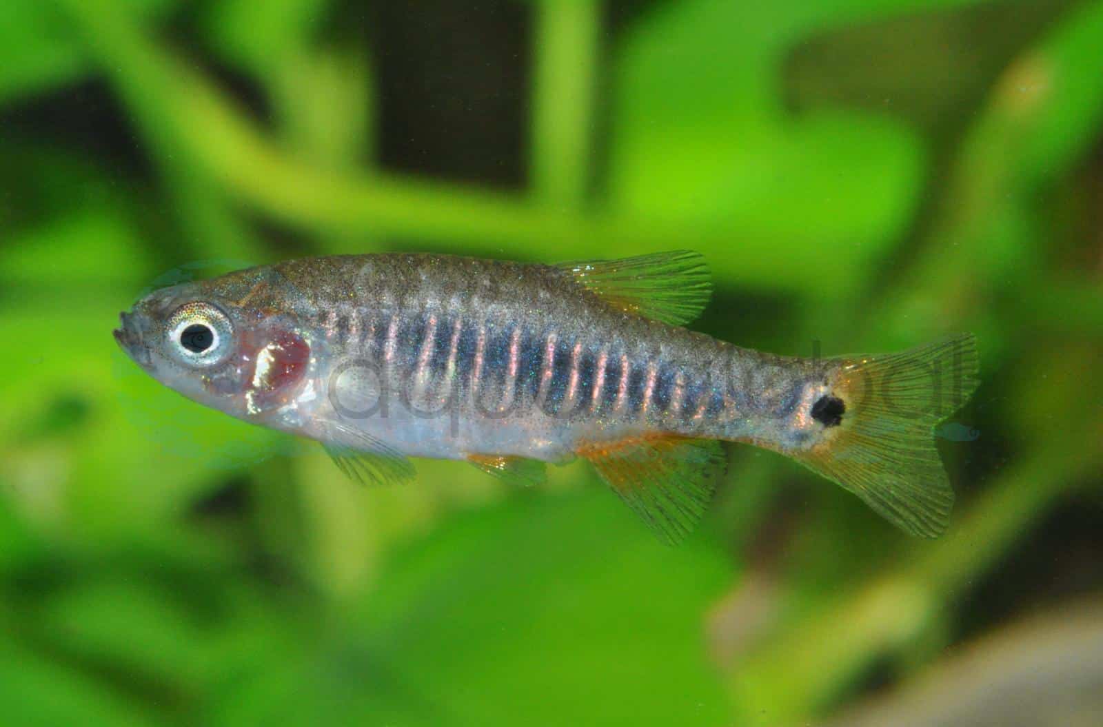 Quergestreifter Zwergbärbling (Celestichtys erythromicron)