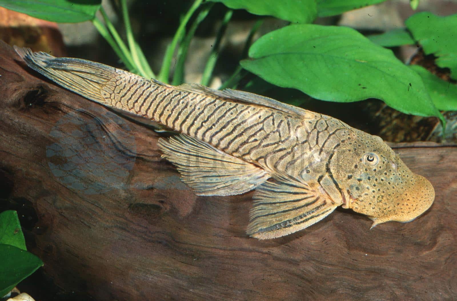 L 444/L 443 Gebirgsharnischwels (Chaetostoma formosae/dorsale)