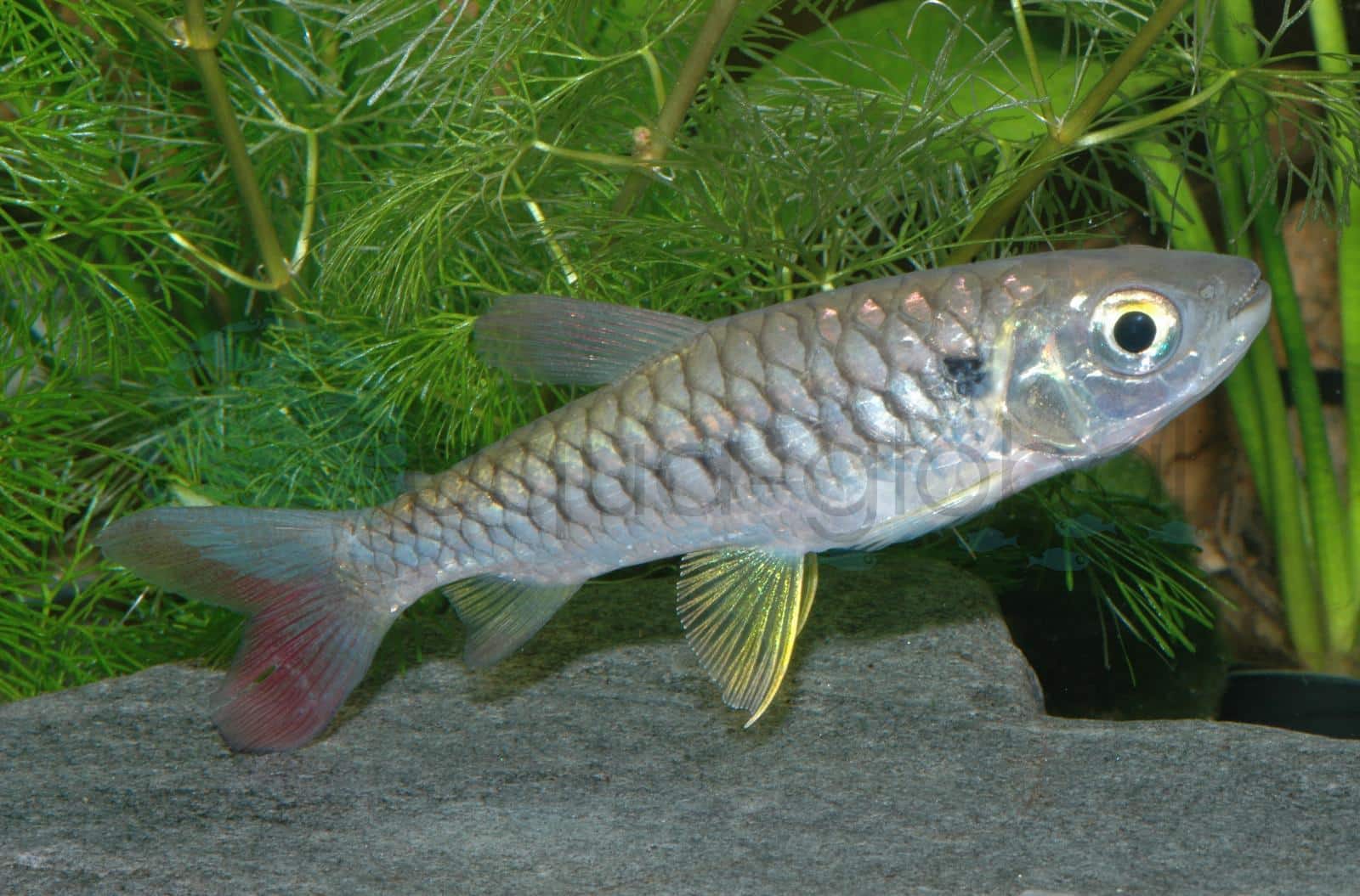 Rotflossen-Glanzsalmler (Chalceus erythrurus)