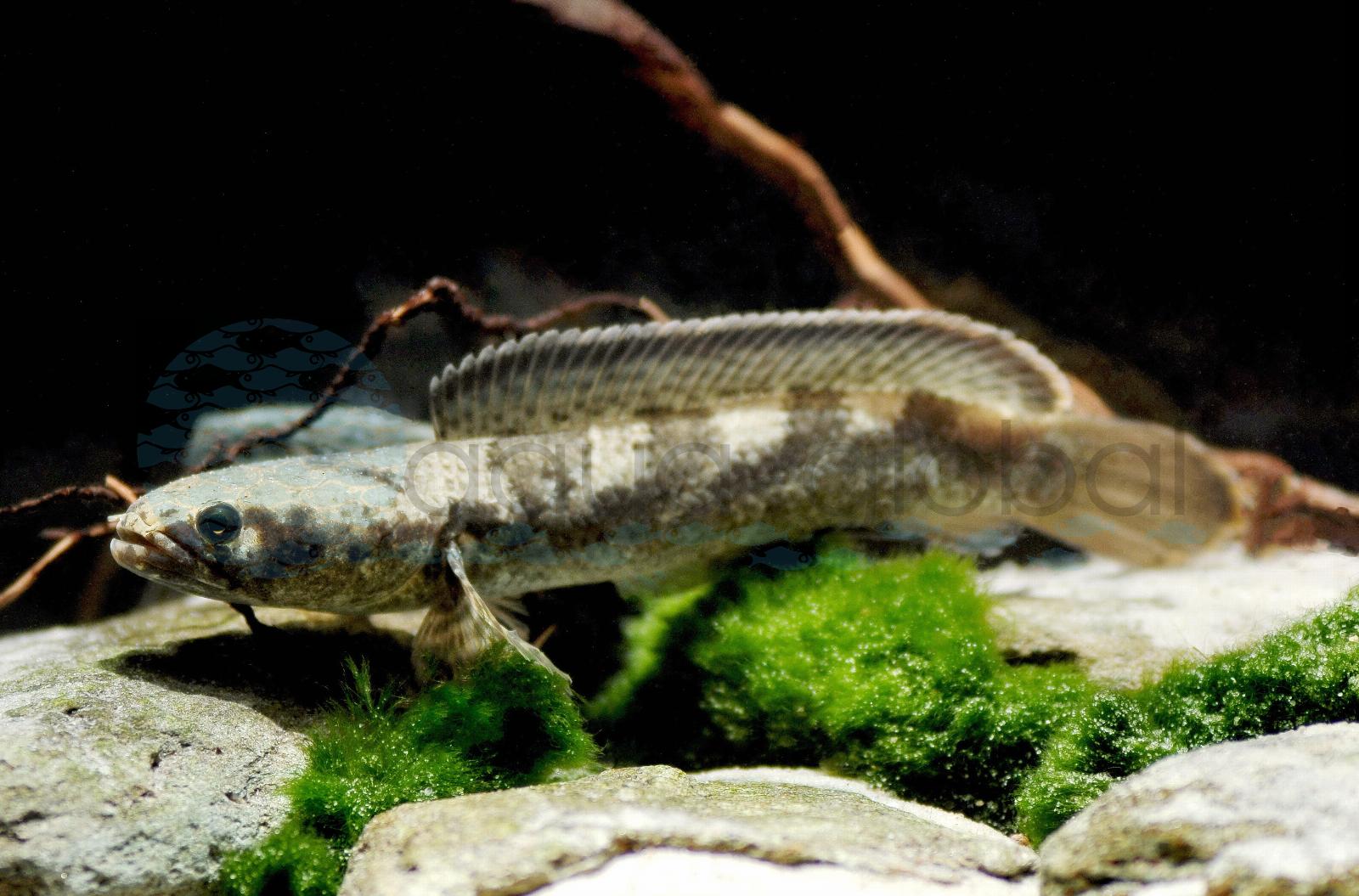 Fünfband-Schlangenkopf (Channa quinquefasciata)