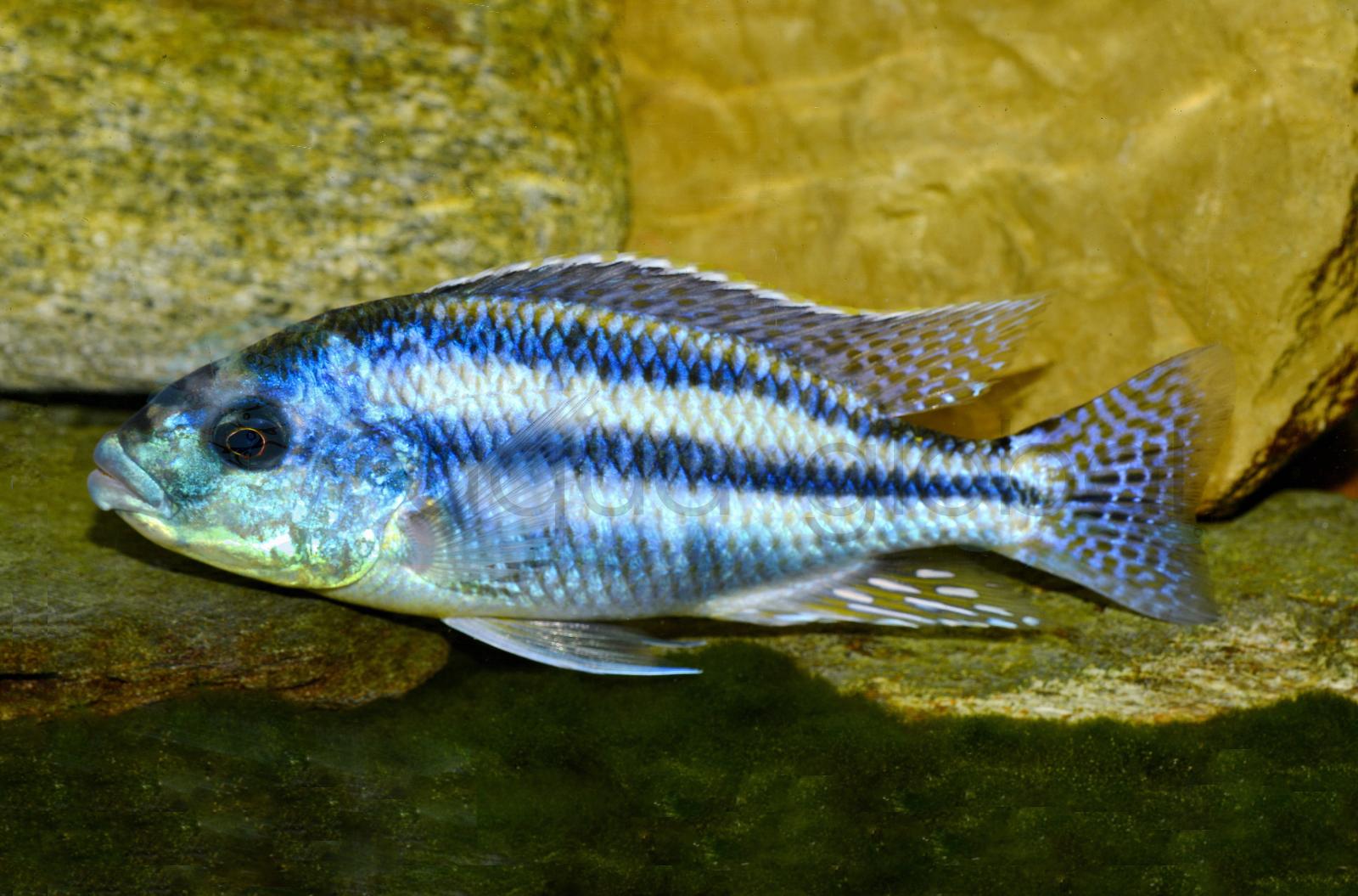 Blauer Großlippen-Maulbrüter (Cheilochromis euchilus)