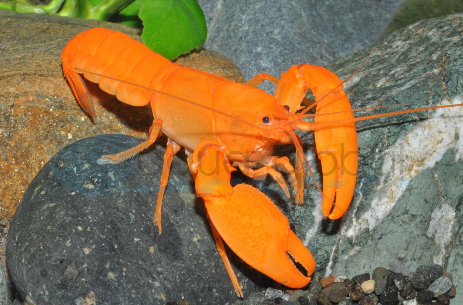 Neon-Orange-Zierkrebs (Cherax holthuisi "Irianto Super Orange")