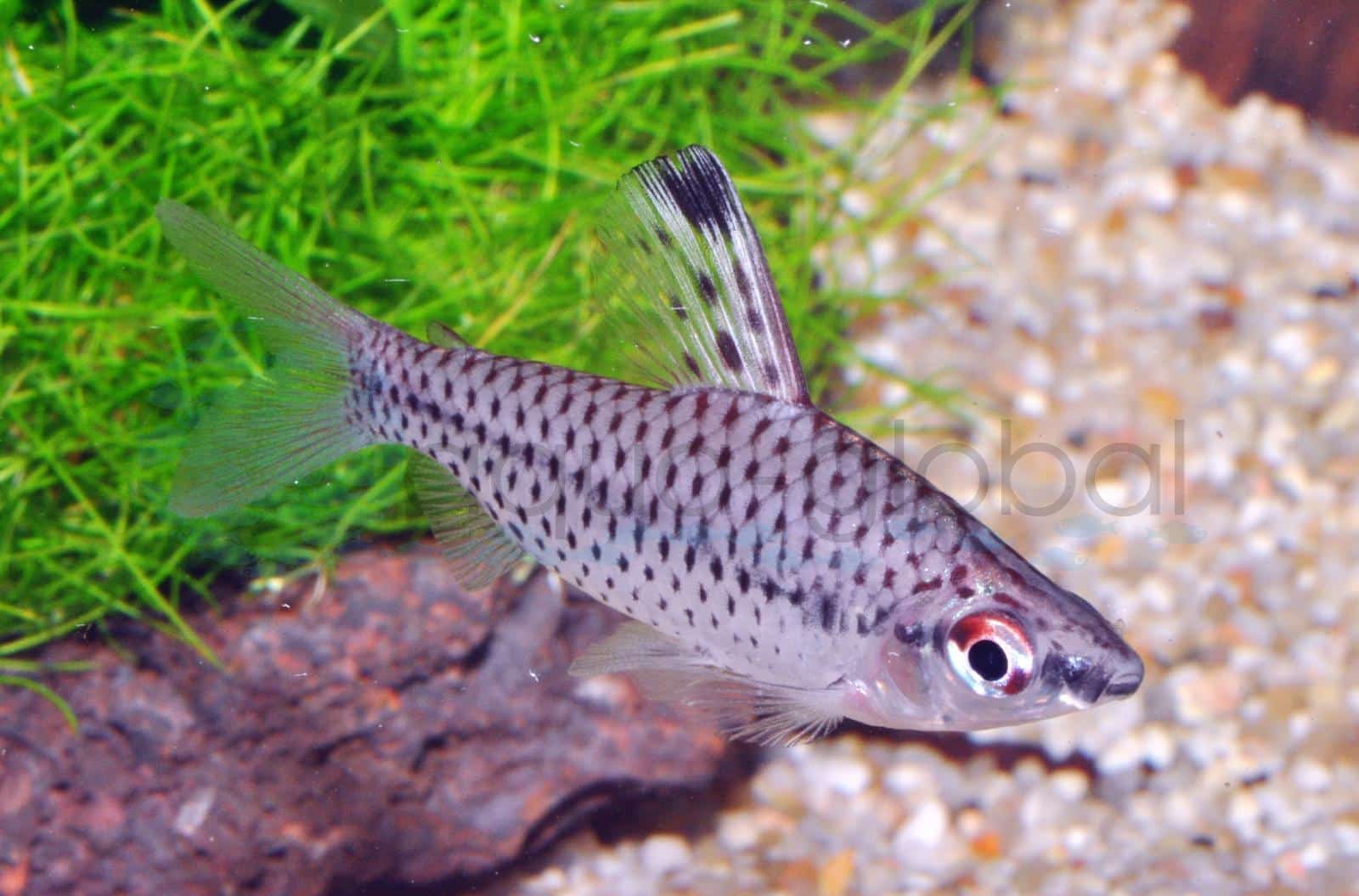 Punktierter Kopfsteher (Chilodus punctatus)