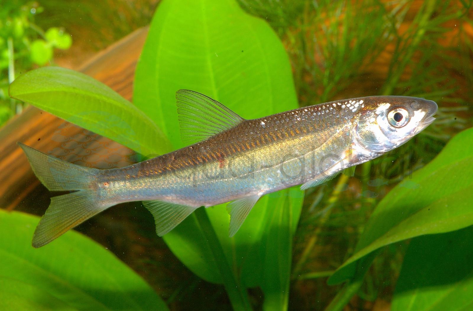 Nase (Algenfresser) (Chondrostoma nasus)