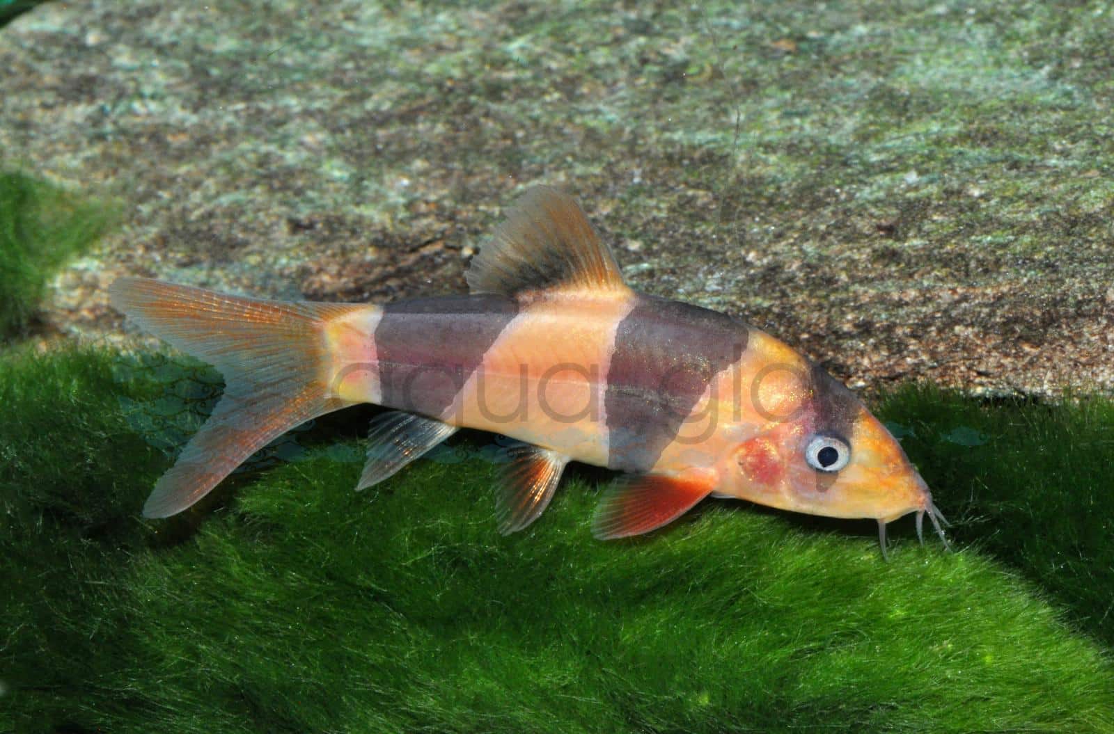 Prachtschmerle (Off-Season) (Chromobotia macracanthus)