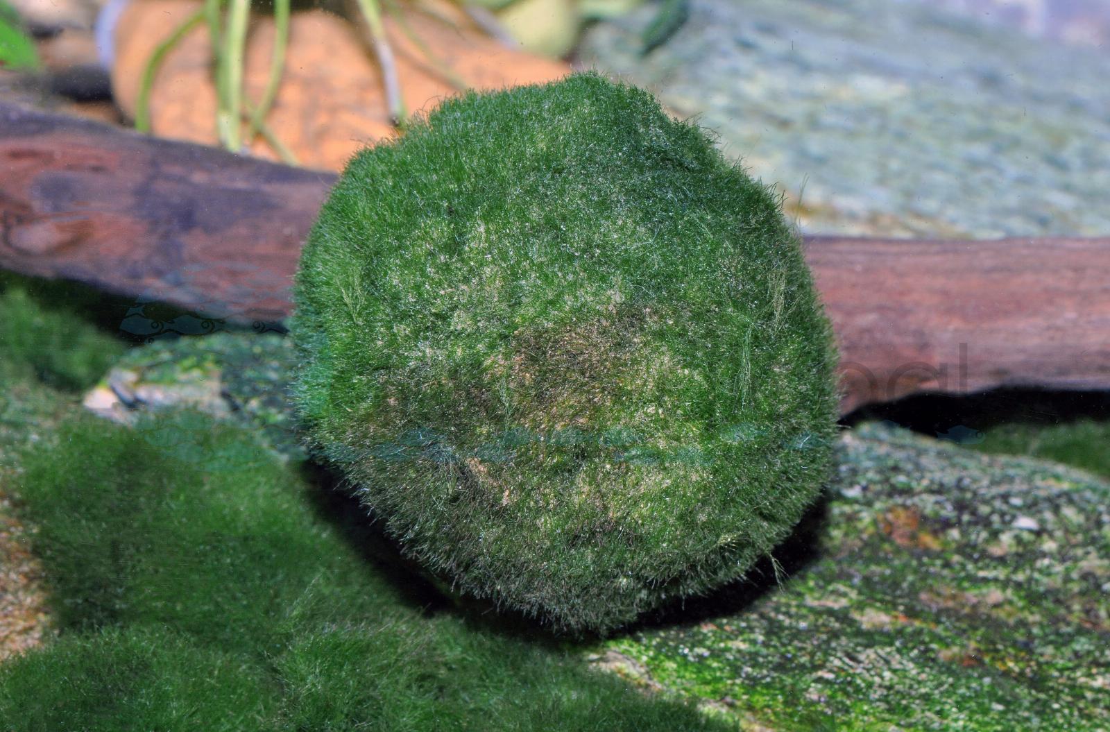 Mooskugel (Cladophora aegagropila)