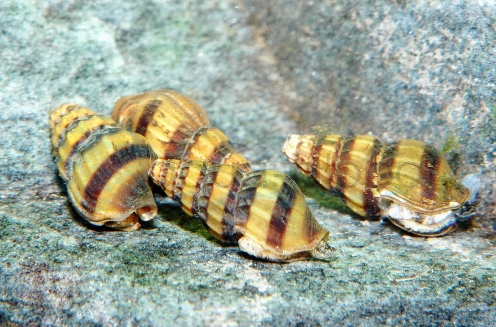 Schneckenfresser-Schnecke (Clea (Anentome) helena)