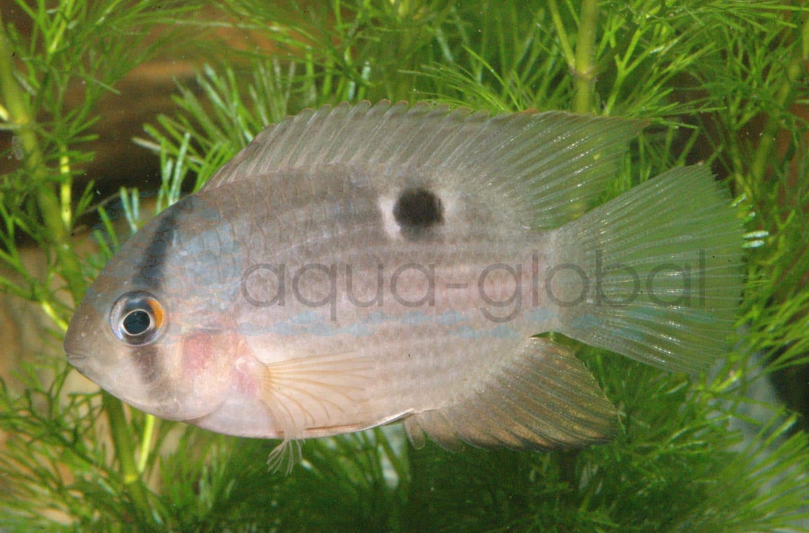 Maronibuntbarsch (Cleithracara maronii)