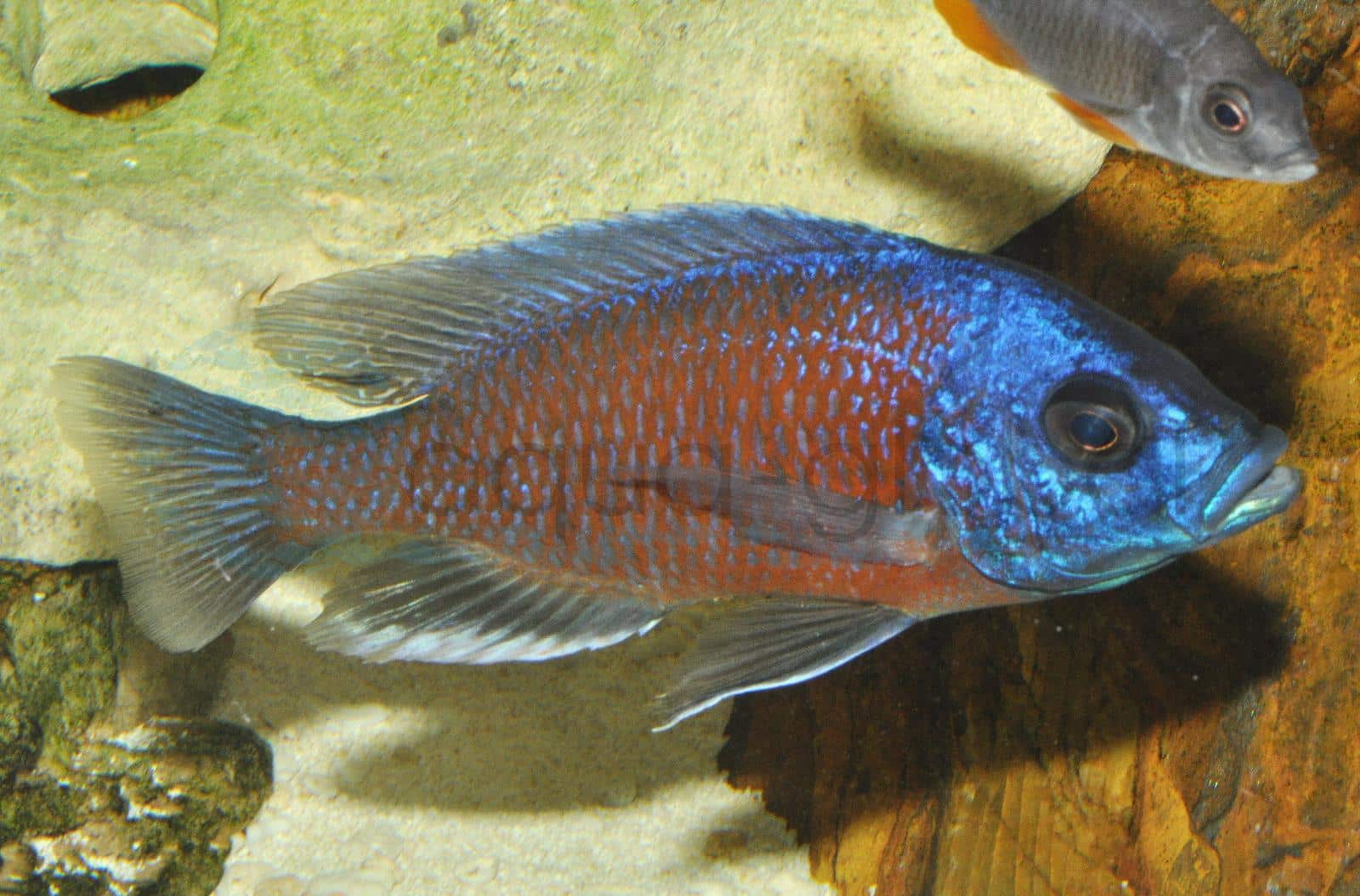 Kadango-Buntbarsch "Red Fin" (Copadichromis borleyi)
