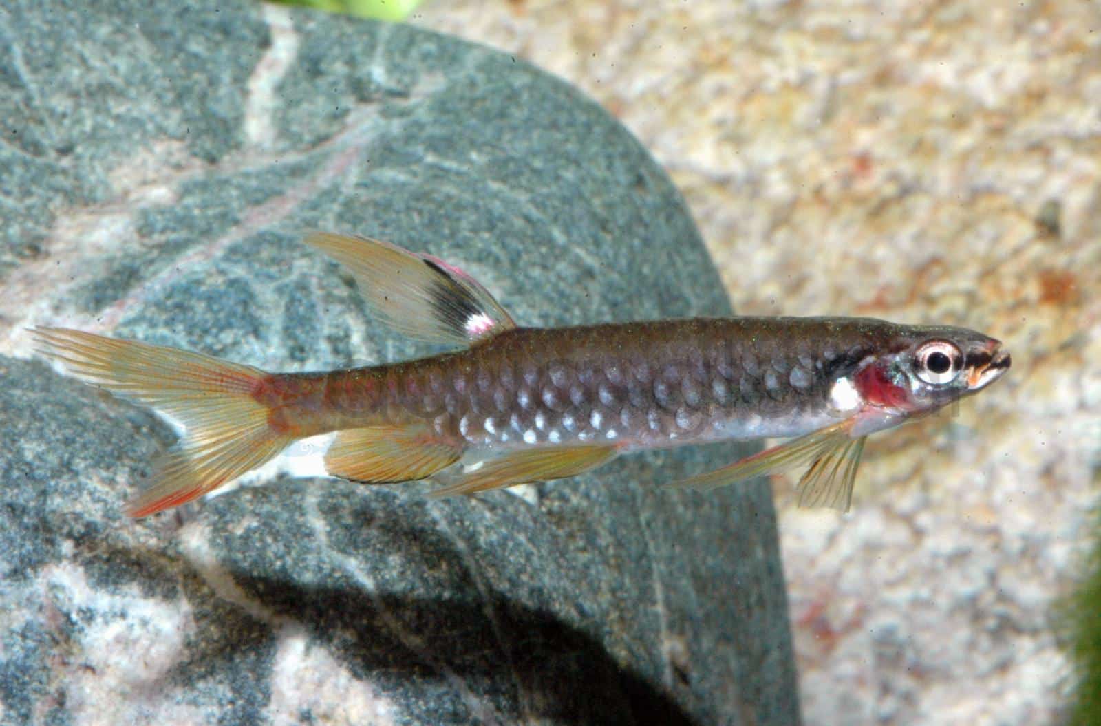 Spritzsalmler (Copella arnoldi)
