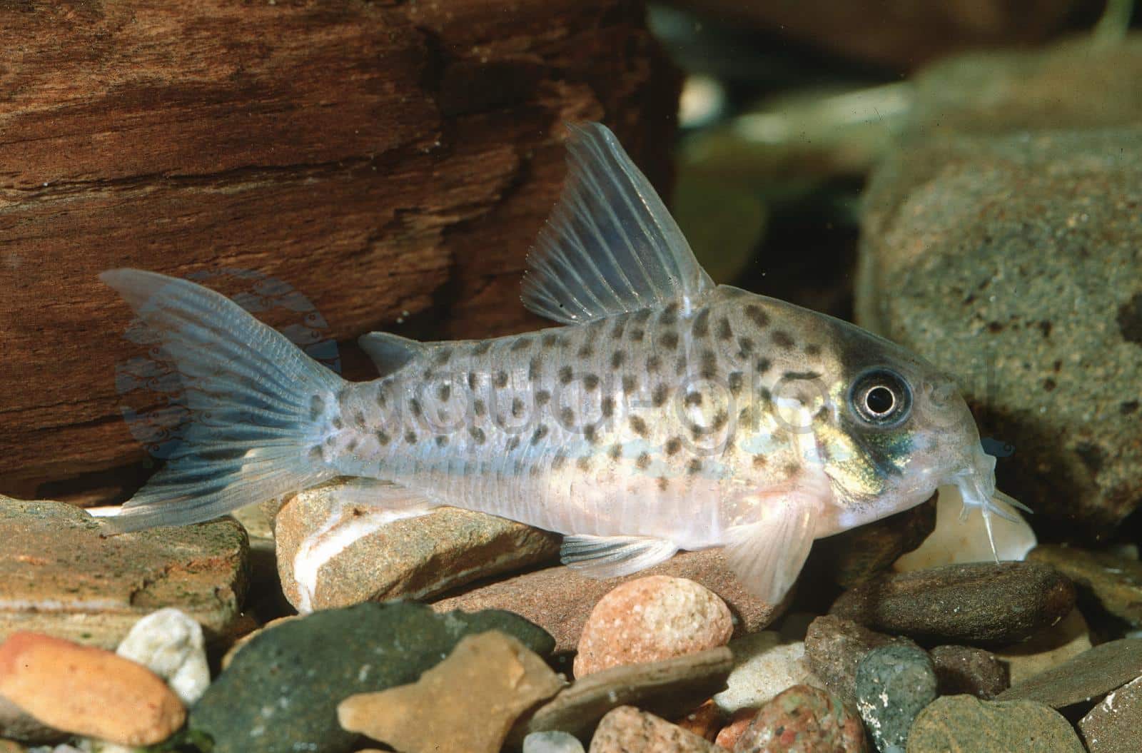Weißer Panzerwels (Corydoras atropersonatus)