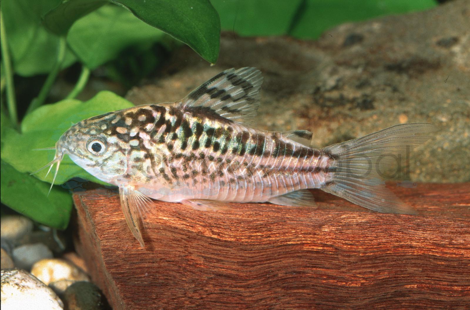 Schraffierter Panzerwels (Corydoras elegans)