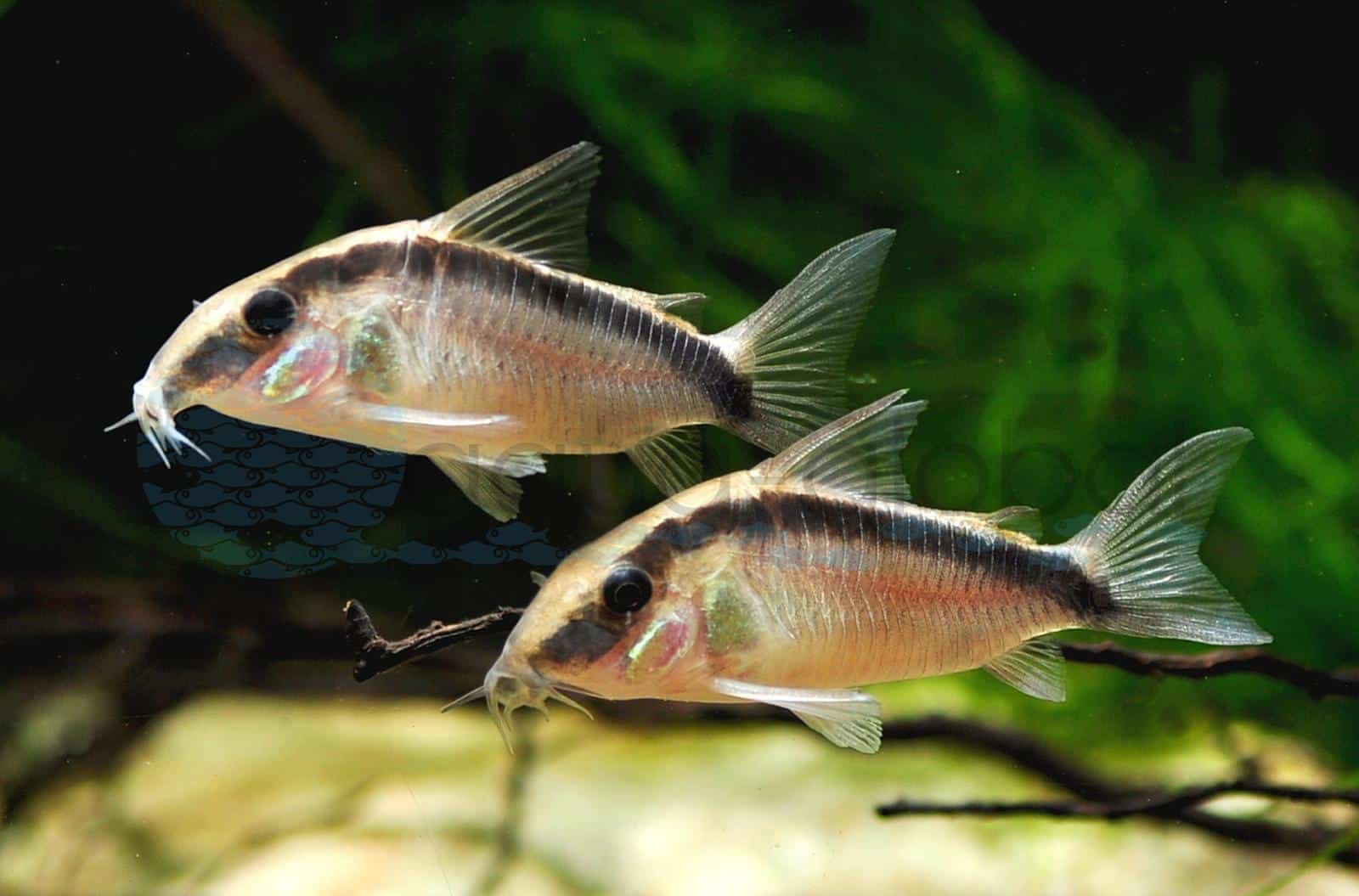 Stromlinien-Panzerwels (Corydoras granti/arcuatus)