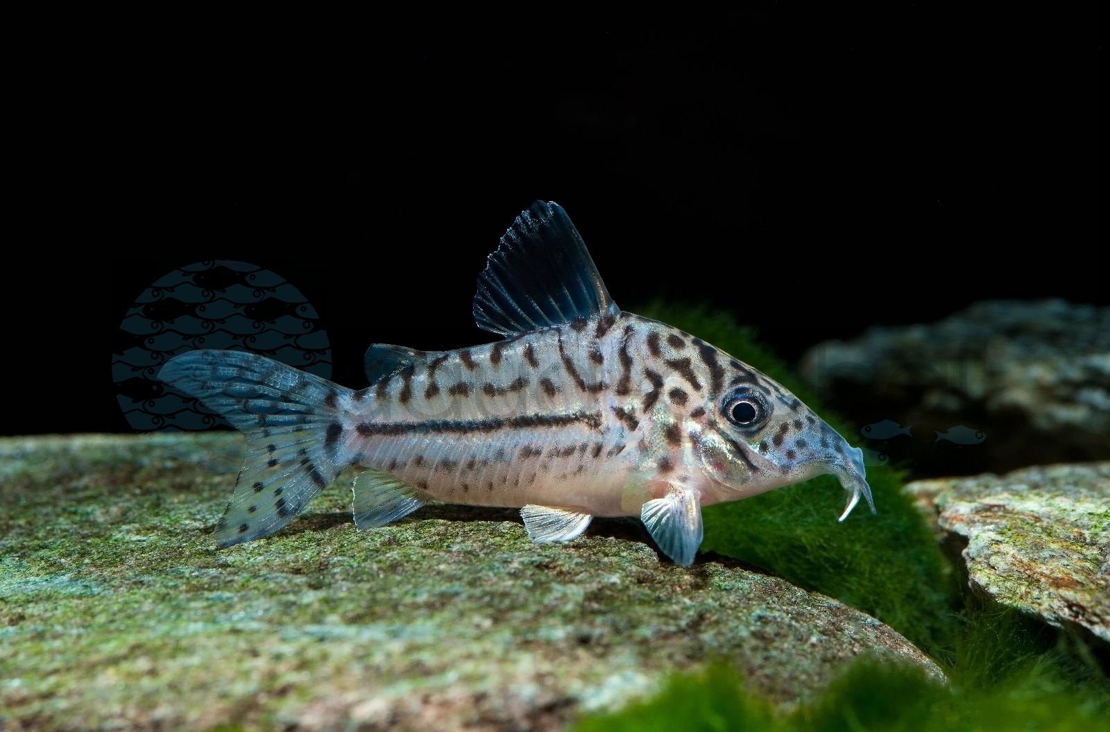 Leopard-Panzerwels (Corydoras leopardus)
