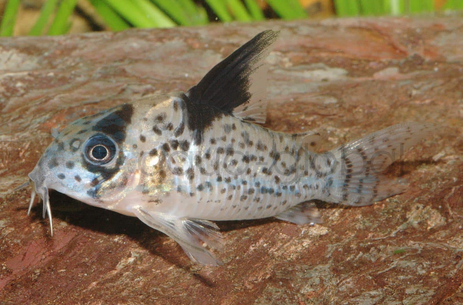Schwarzflossen-Panzerwels (Corydoras leucomelas)