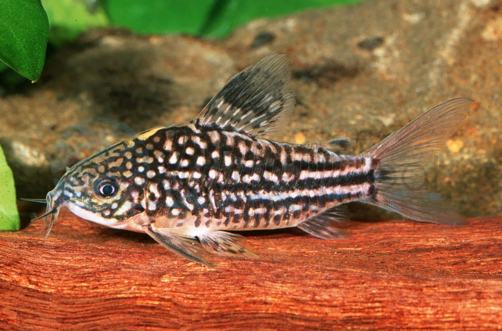 Napo-Panzerwels (Corydoras napoensis)