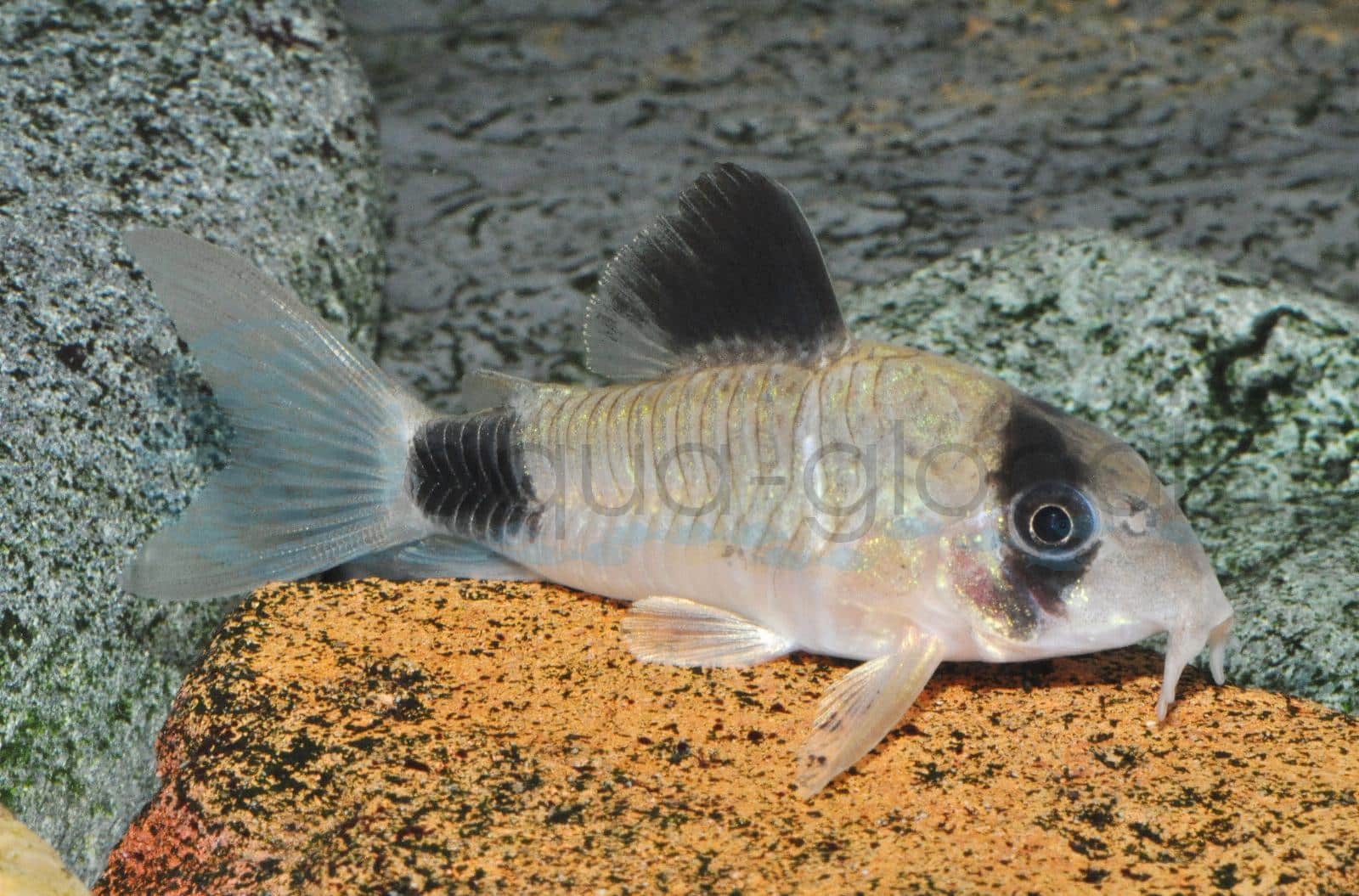 Panda-Panzerwels (Corydoras panda)