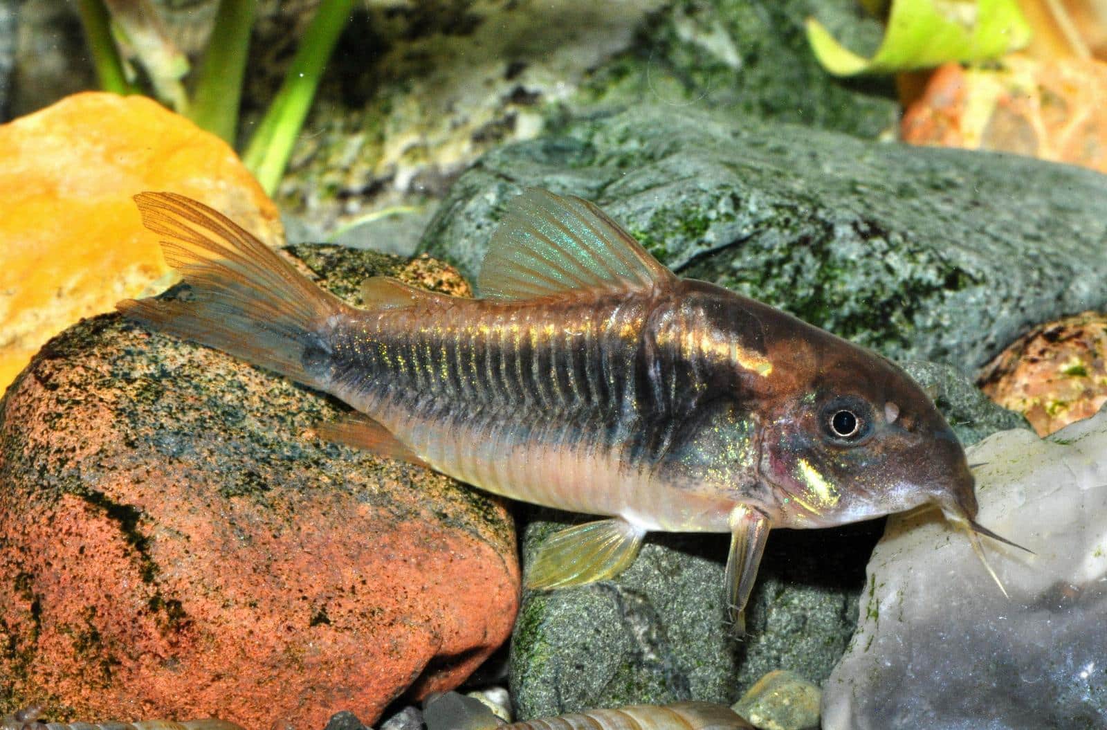 Goldstreifenpanzerwels (Corydoras schultzei)