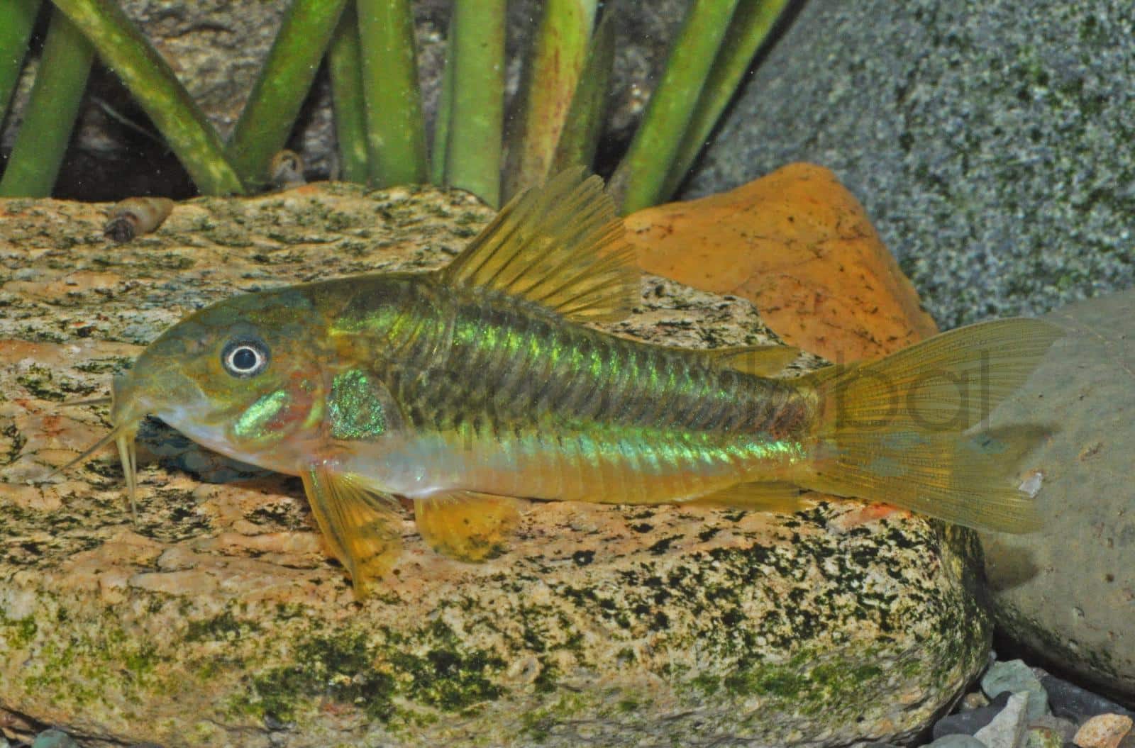Neongrüner Panzerwels (Corydoras sp. CW09)