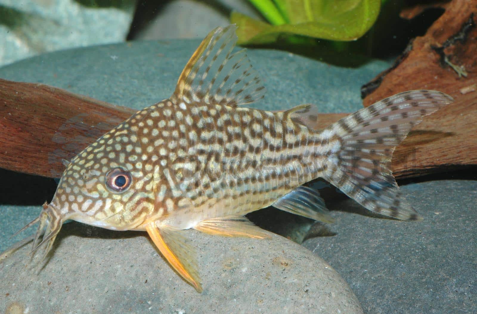 Orangeflossen-Panzerwels (Corydoras sterbai)