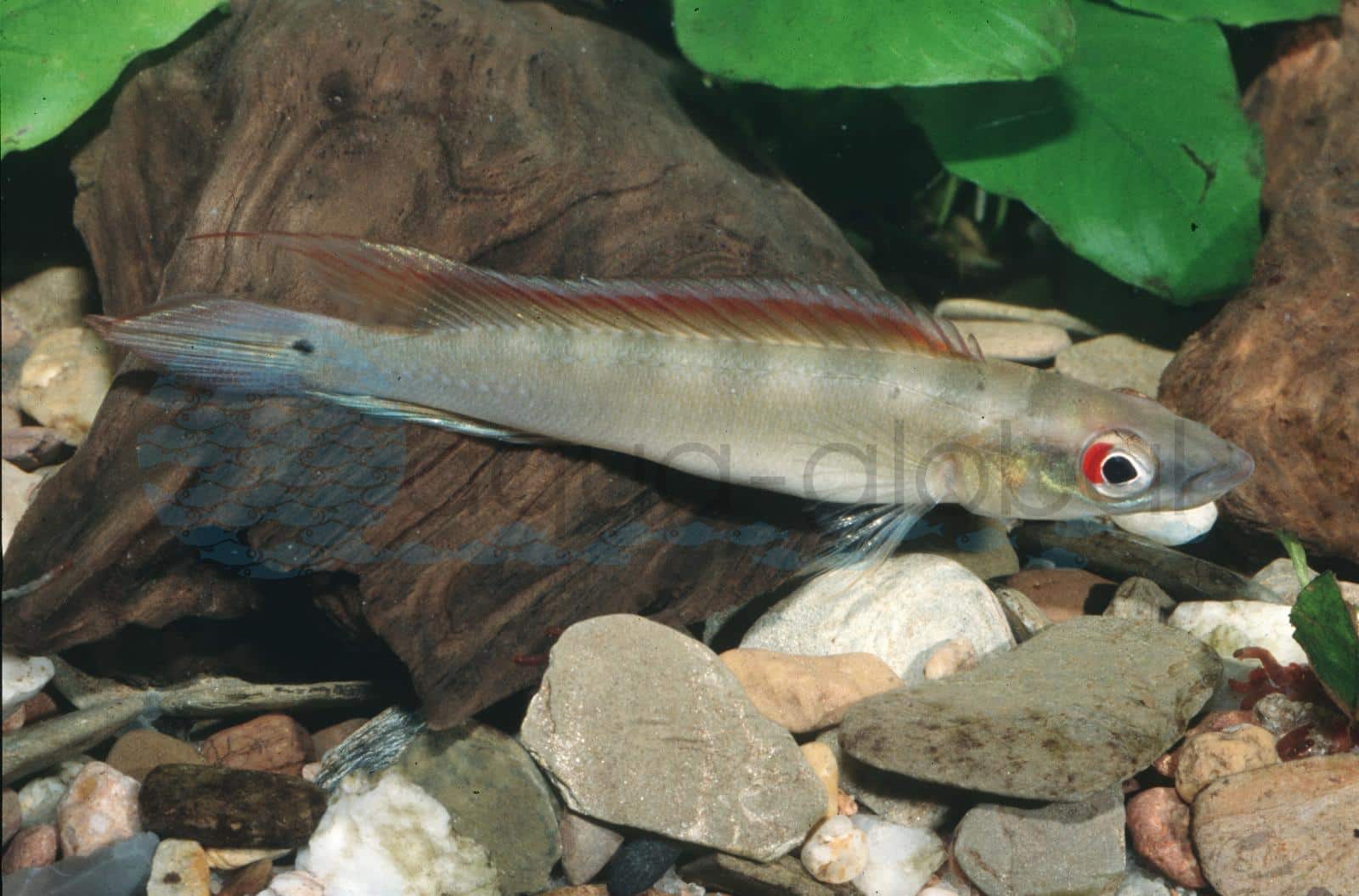 Regans Zwerghechtbuntbarsch (Crenicichla regani "Rio Tapajós")