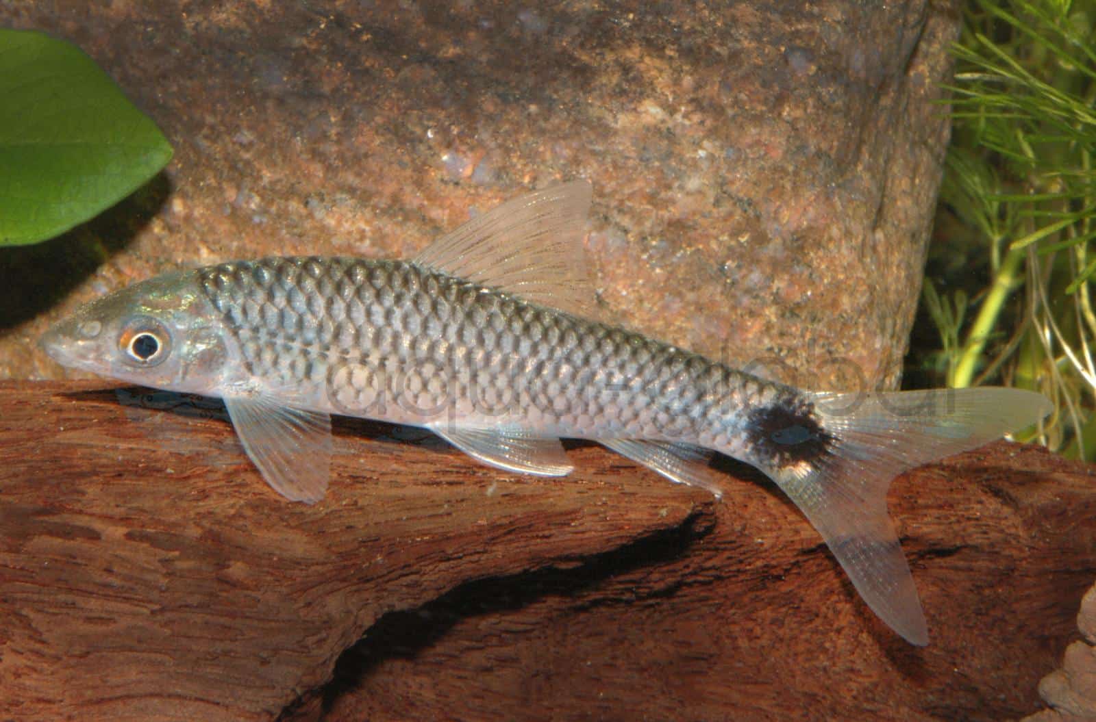 Schwanzfleck-Algenfresser (Crossocheilus reticulatus)