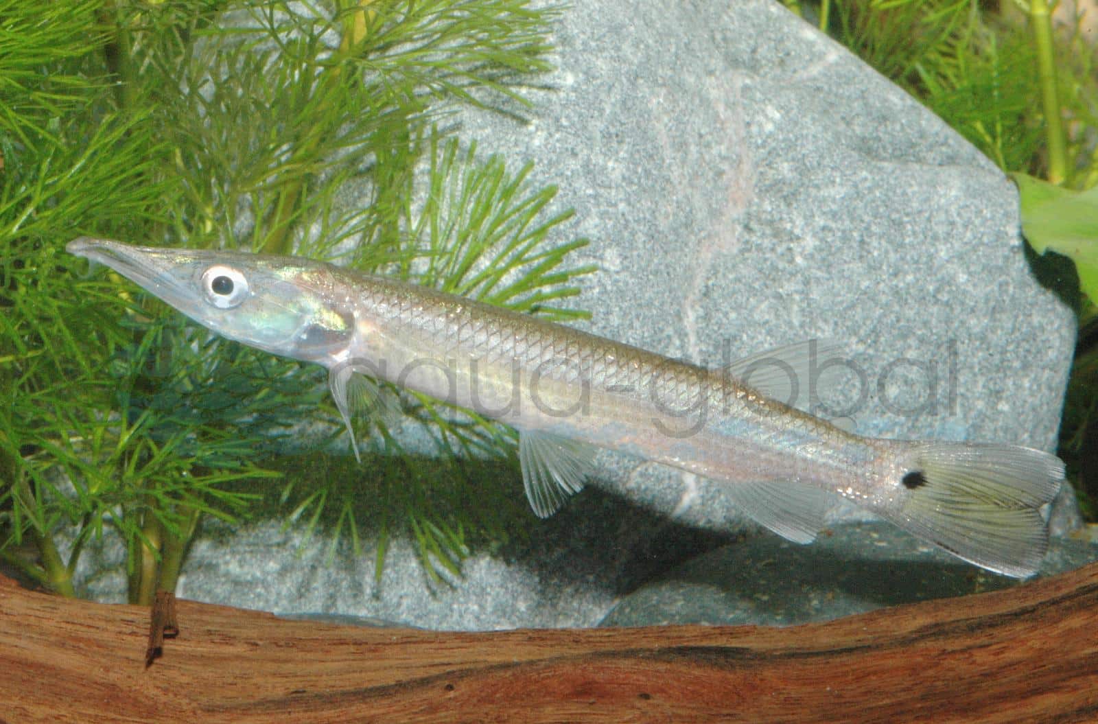 Hujeta-Hechtsalmler (Ctenolucius hujeta)