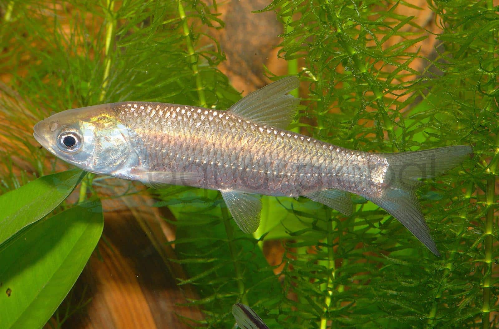 Graskarpfen (Ctenopharyngodon idella)