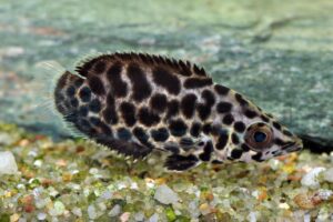 Leopard-Buschfisch