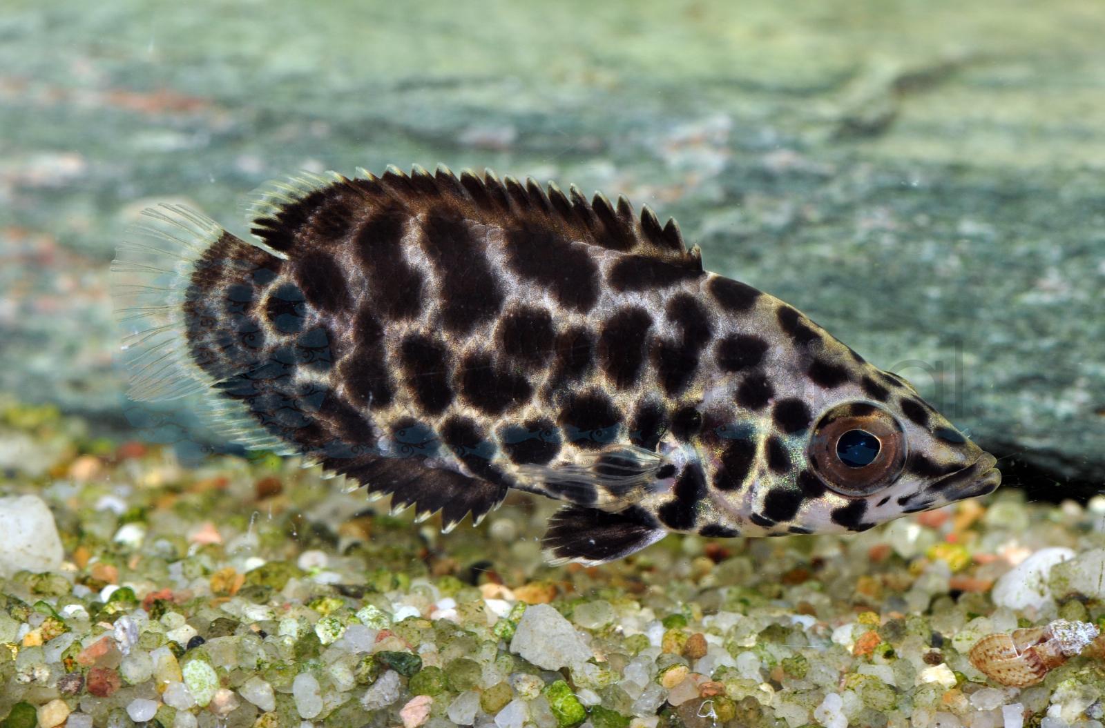 Leopard-Buschfisch (Ctenopoma acutirostre)