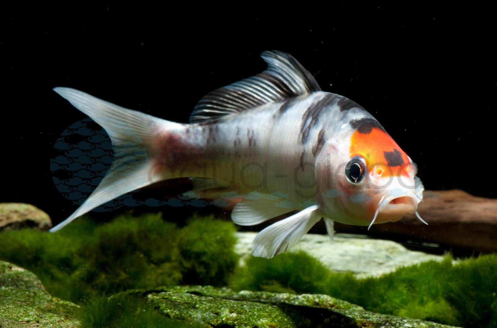 Koi-Selected-Mix (Cyprinus carpio)