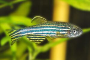 Zebrabärbling