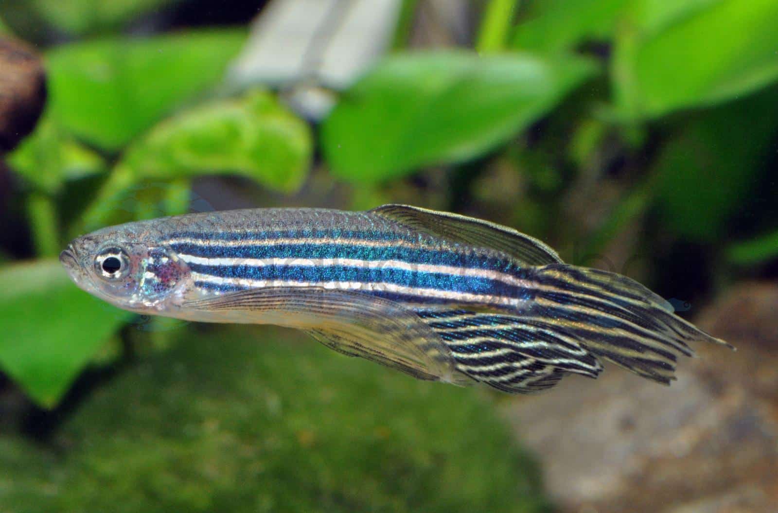 Zebrabärbling-Schleier (Danio rerio "Long Fin")