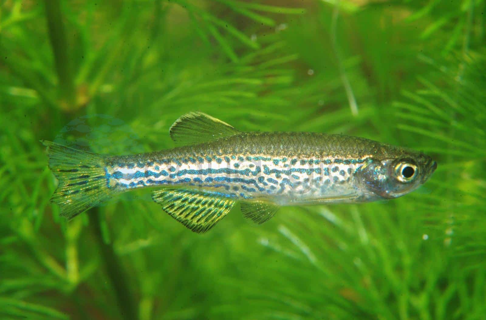 Leopardbärbling (Danio rerio var. frankei)