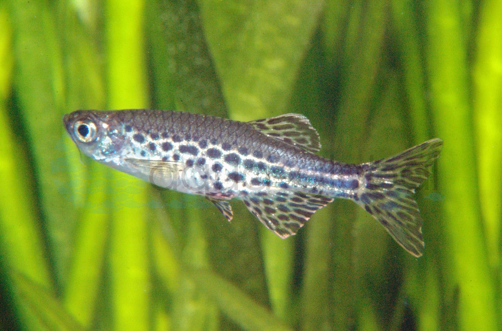 Punktierter Zwergdanio (Danio tinwini ("TW02"))
