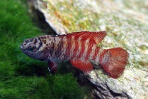 Black-Tiger-Zwergblaubarsch