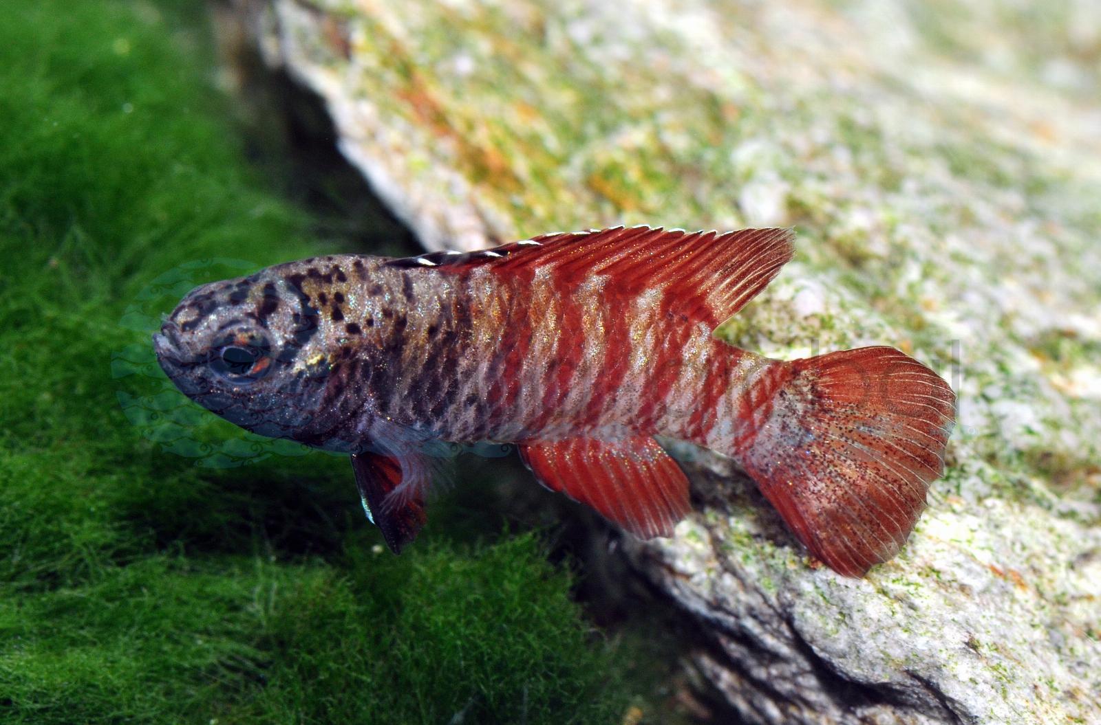 Black-Tiger-Zwergblaubarsch (Dario tigris)