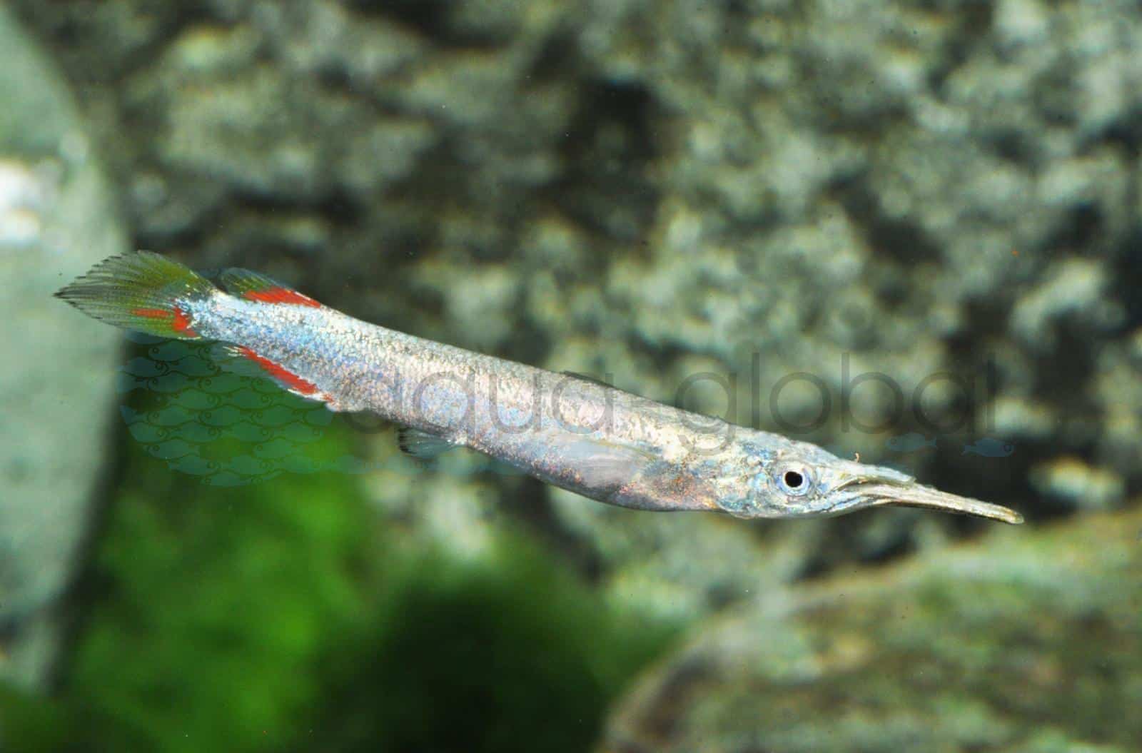 Halbschnabelhecht-Silber (Dermogenys pusilla "Silber")