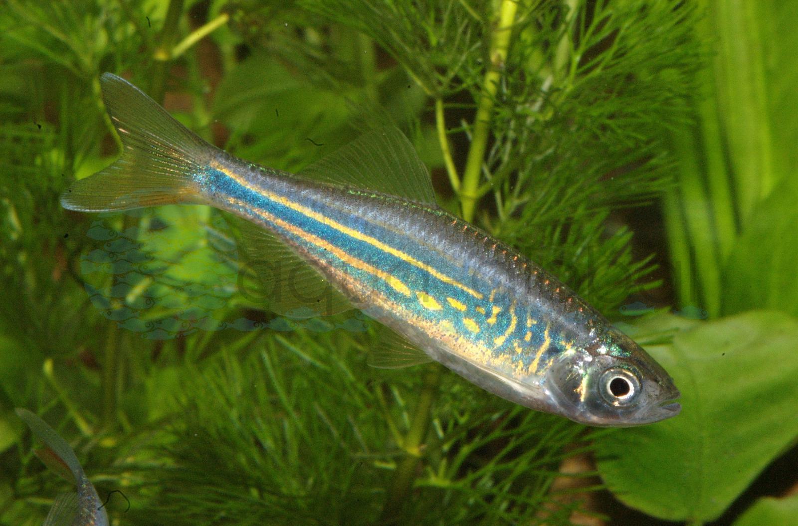 Malabarbärbling (Devario aequipinnatus)
