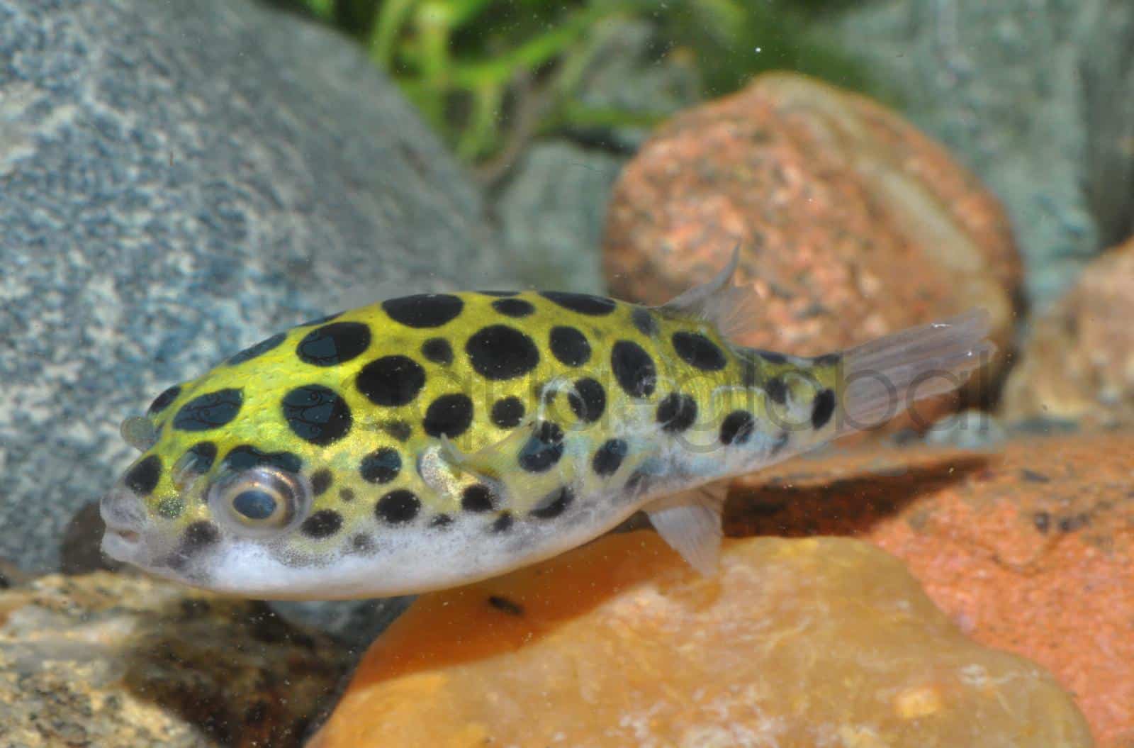 Grüner Kugelfisch (Dichotomyctere nigroviridis)