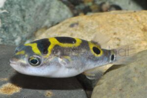 Palembang-Kugelfisch