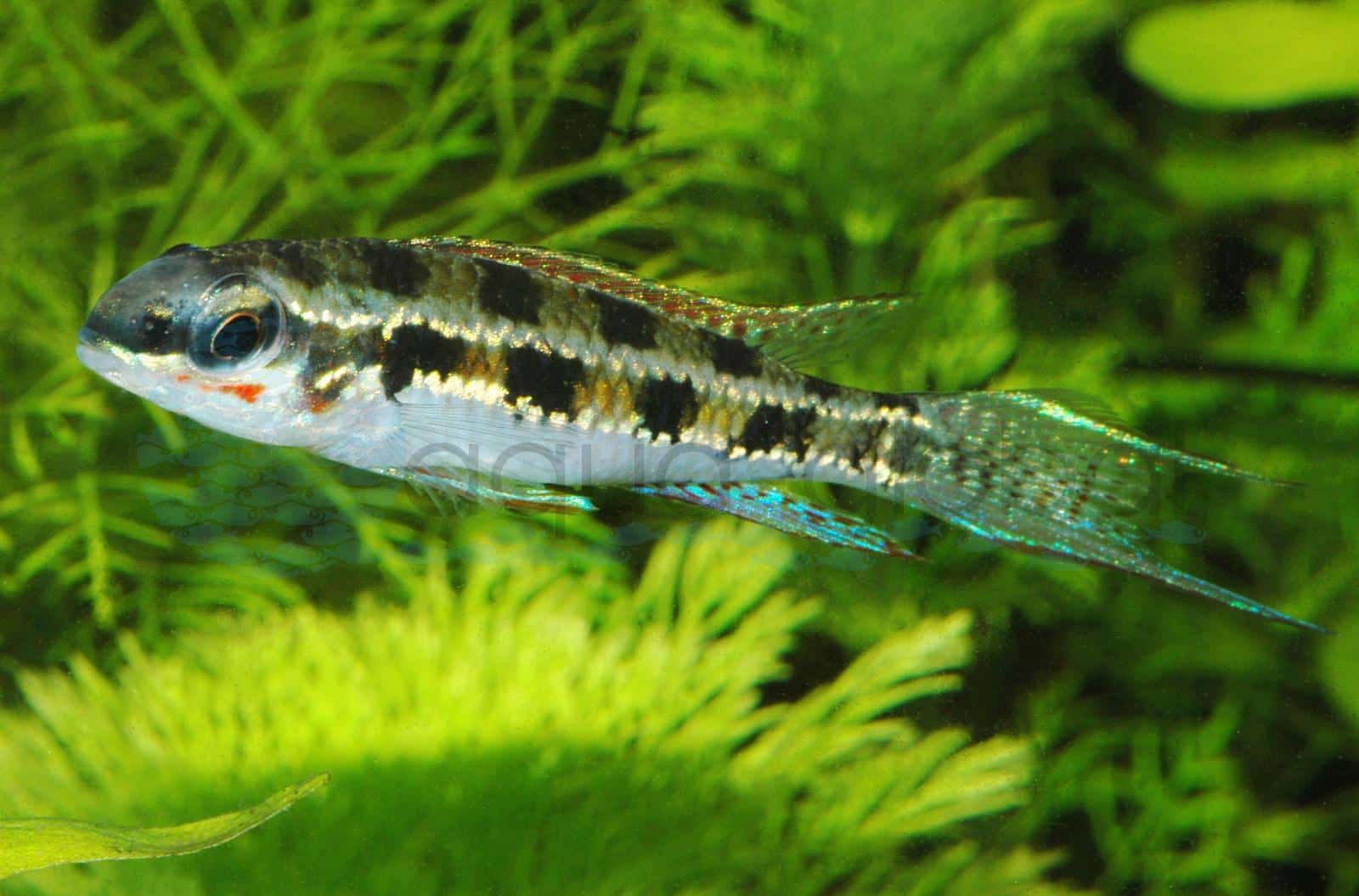 Schachbrett-Cichlide (Dicrossus filamentosus)