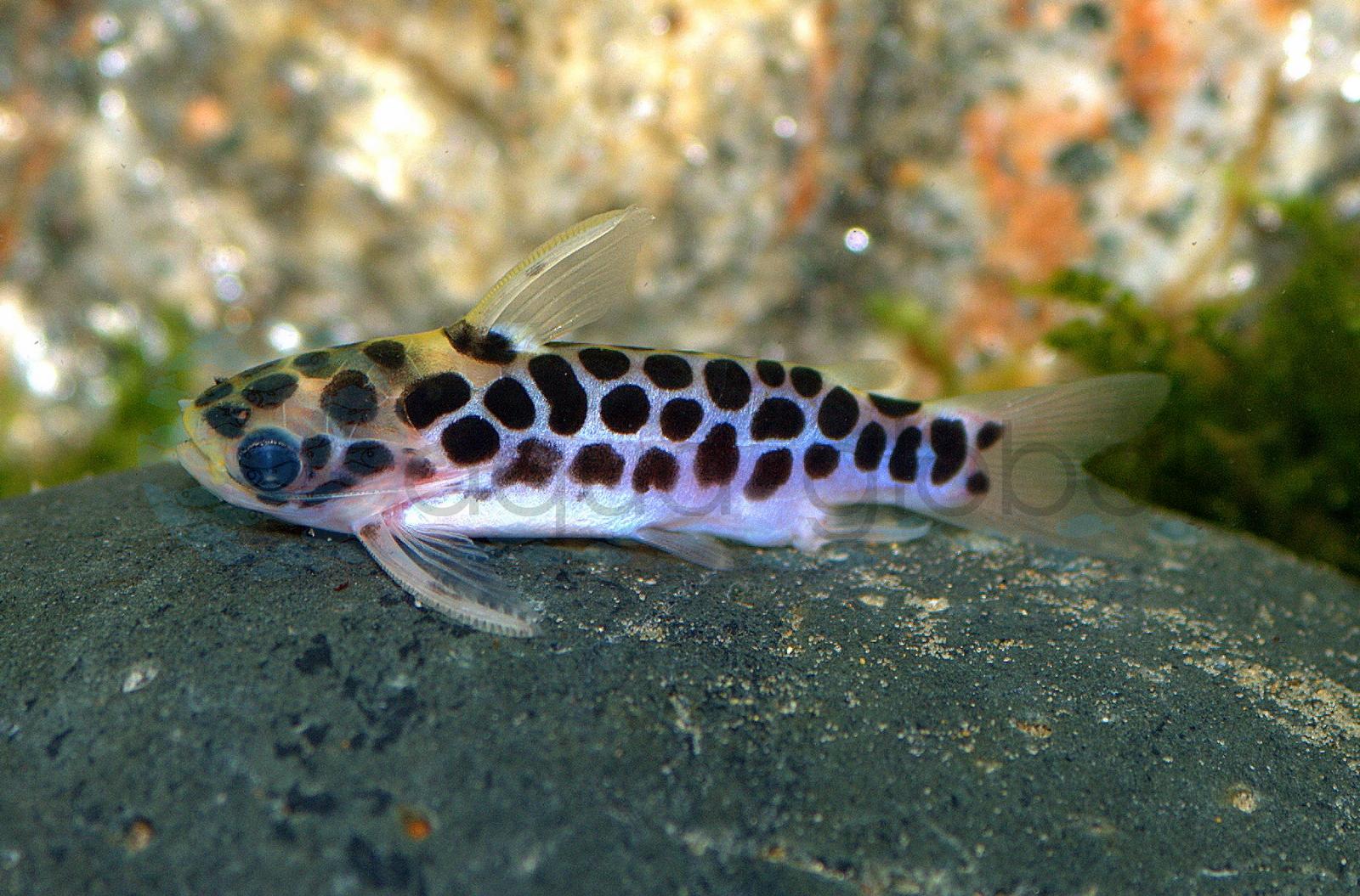 Netz-Trugdornwels (Duringlanis/Tatia perugiae)